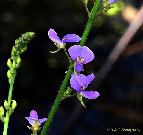 {Desmodium glabellum}